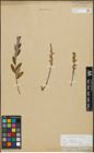 Foto von Salix repens subsp. incubacea (L.) A. Neumann